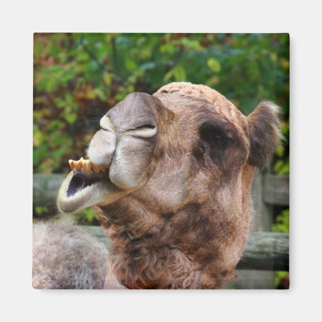 Aimant Funny Camel Faune Animale Photo (Devant)