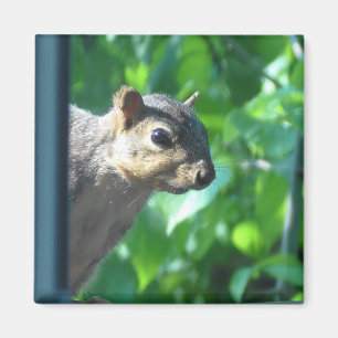 Aimant Funny Peek-a boo Squirrel Photo Cuisine
