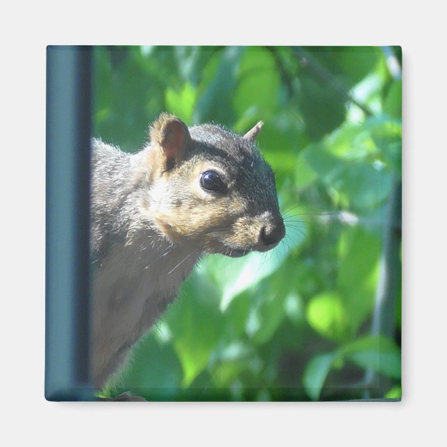 Aimant Funny Peek-a boo Squirrel Photo Cuisine (Devant)