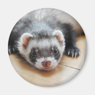 Aimant Furet de sable