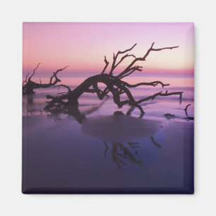 Aimant GA Jekyll Island, cimetière d'arbre sur la plage à