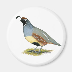 Aimant Gambel's Desert Quail