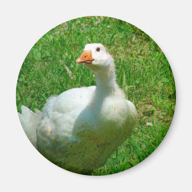 Aimant Gander (Devant)