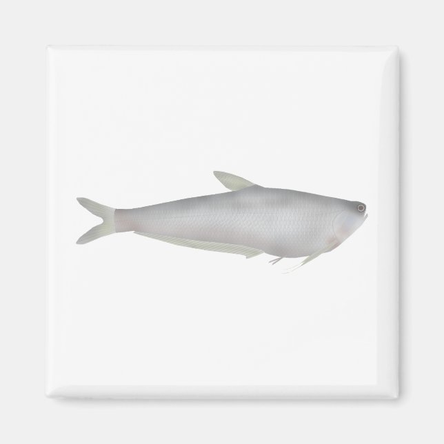 Aimant Gangetic Hairfin Anchovy  (Devant)