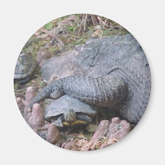 Aimant "Gator Hugs" (Devant)