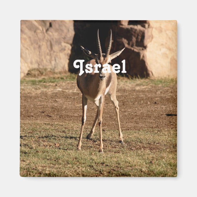 Aimant Gazelle israélienne (Devant)