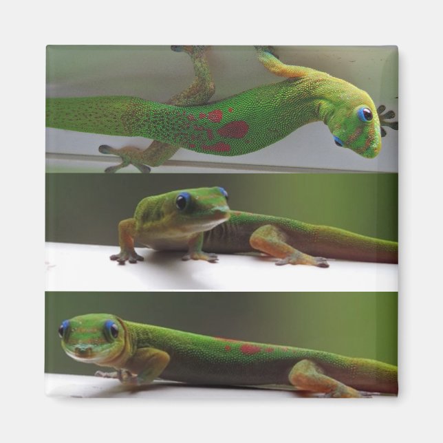 Aimant Gecko (Devant)