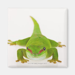Aimant Gecko de jour du Madagascar (madagascariensis de