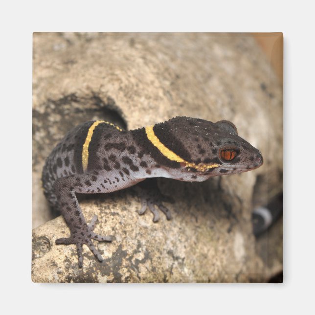 Aimant Gecko de Lichtenfelder (Devant)