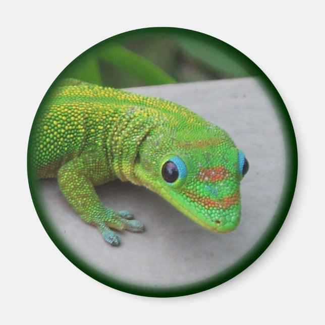 Aimant Gecko Gold Dust Day - Audition et obtenir quelques (Devant)