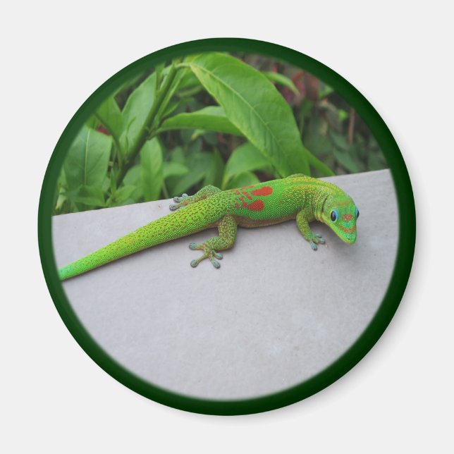 Aimant Gecko Gold Dust Day - Audition et obtenir quelques (Devant)