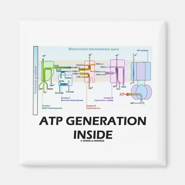 Aimant Génération ATP à l'intérieur (Chaîne de transport  (Devant)