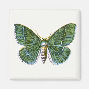 Aimant Geometra papilionaria - La Grande Moth Émeraude