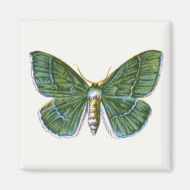 Aimant Geometra papilionaria - La Grande Moth Émeraude (Devant)