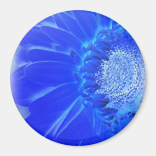 Aimant gerbera bleu électrique