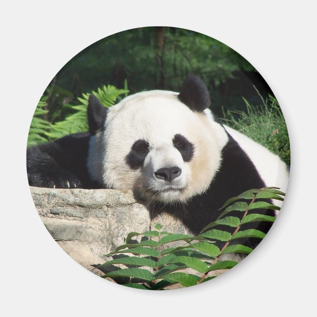 Aimant Giant Panda Napping (Devant)