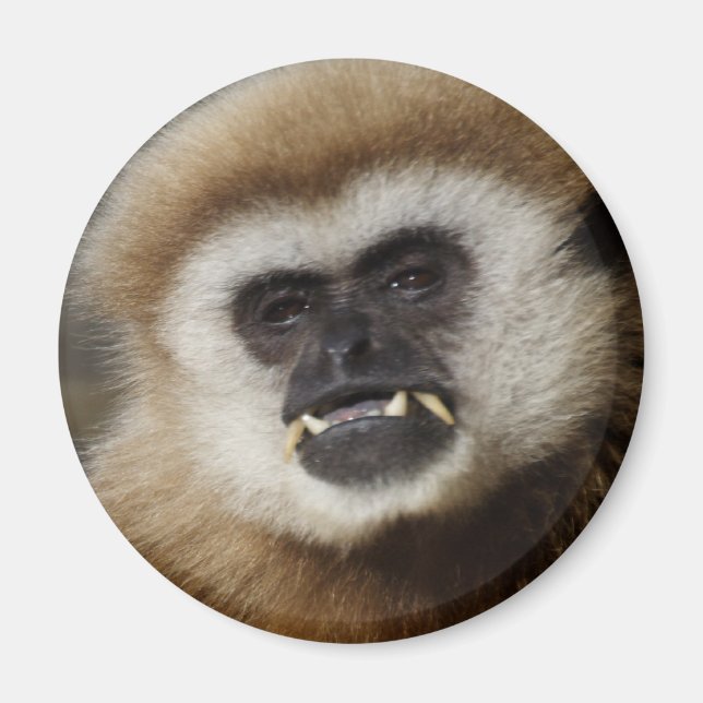 Aimant Gibbon (Devant)