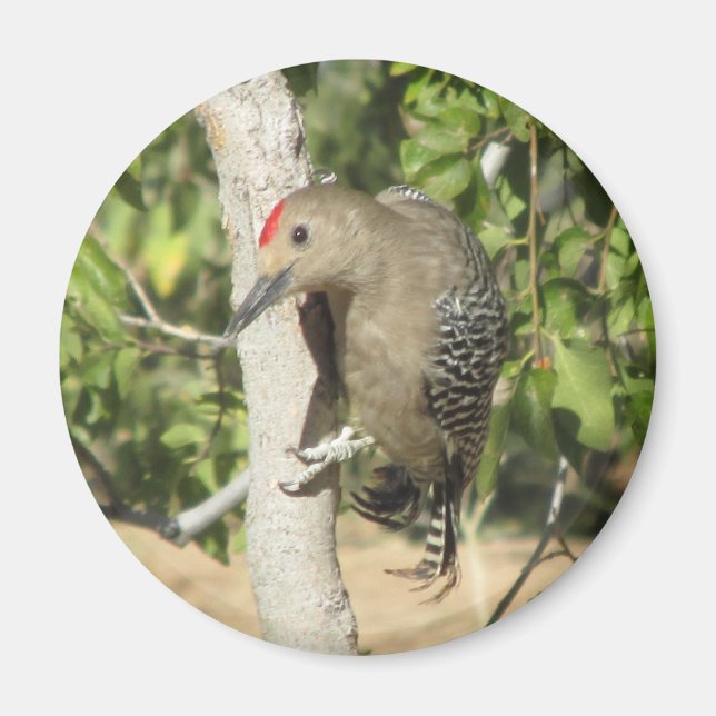 Aimant Gila Woodpecker (Devant)