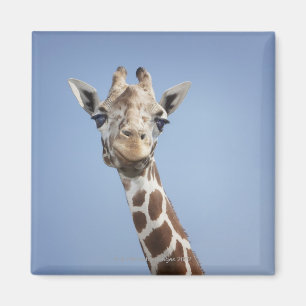 Aimant Girafe 2
