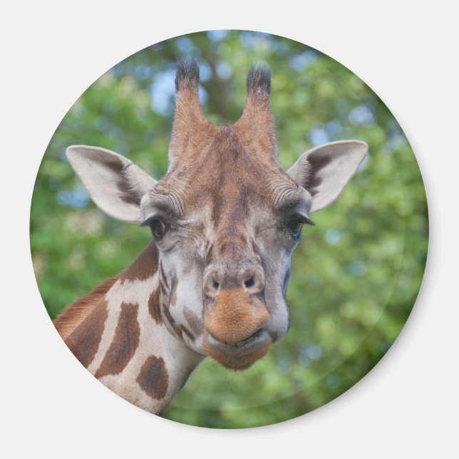 Aimant Girafe attentive (Devant)