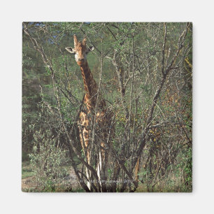 Aimant Girafe de Massai