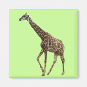 Aimant Girafes et arbres,长 鹿 颈. Photo d'un zoo animal sau