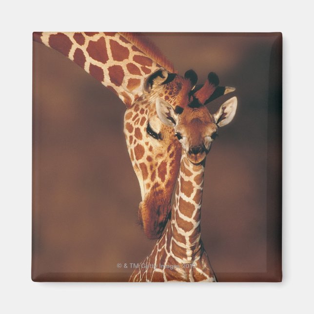 Aimant Giraffe adulte avec veau (Giraffa camelopardalis) (Devant)