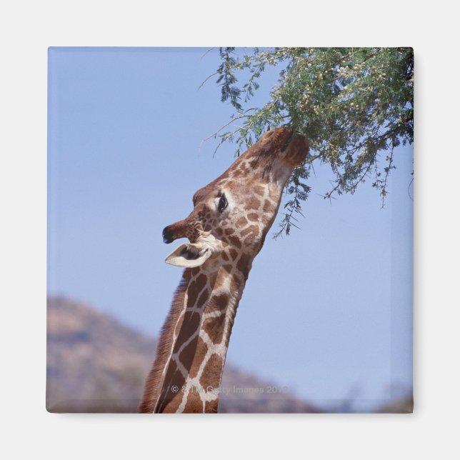 Aimant Giraffe réticulée (Devant)