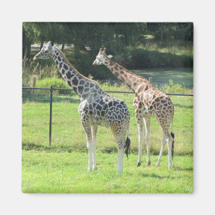 Aimant Giraffes Extraordinaires