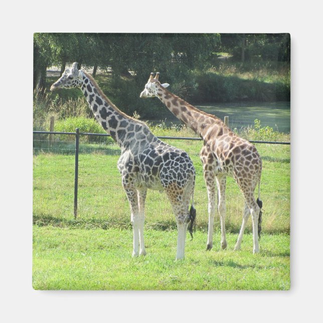 Aimant Giraffes Extraordinaires (Devant)
