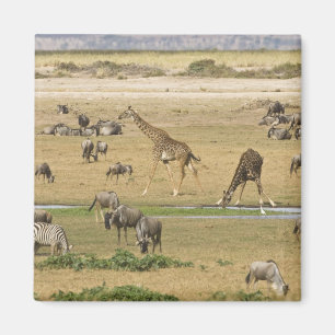 Aimant Gnous, Zèbres et Girafes