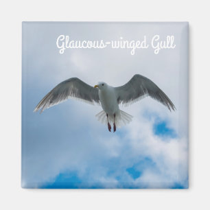 Aimant Goéland à ailes glauques
