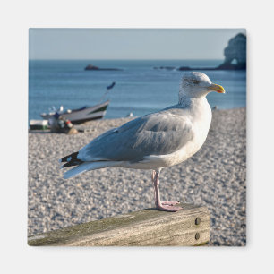 Aimant Goéland perché sur une clôture en bois