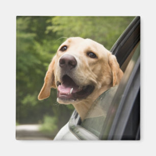 Aimant Golden Labrador En Réarview Mirror