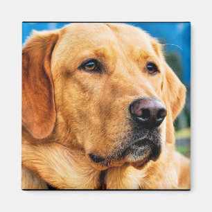 Aimant Golden Labrador Retriever