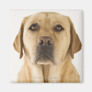 Aimant Golden Labrador Retriever (Canis familiaris).