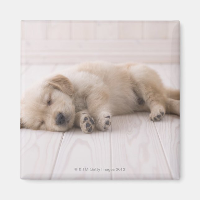 Aimant Golden Retriever (Devant)