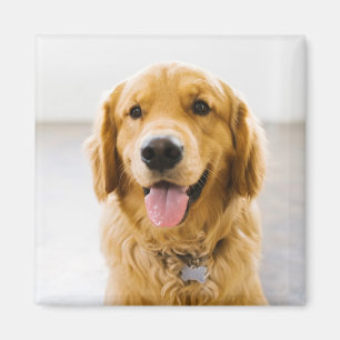 Aimant Golden Retriever souriant