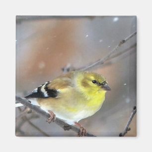 Aimant Goldfinch