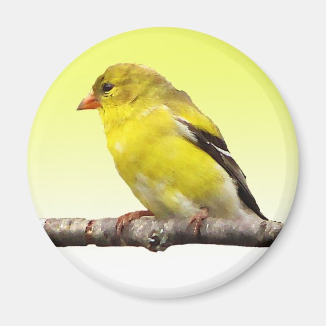 Aimant Goldfinch (Devant)