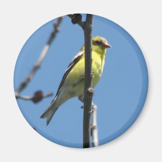 Aimant Goldfinch dans un arbre (Devant)