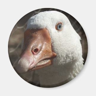 Aimant Goosey