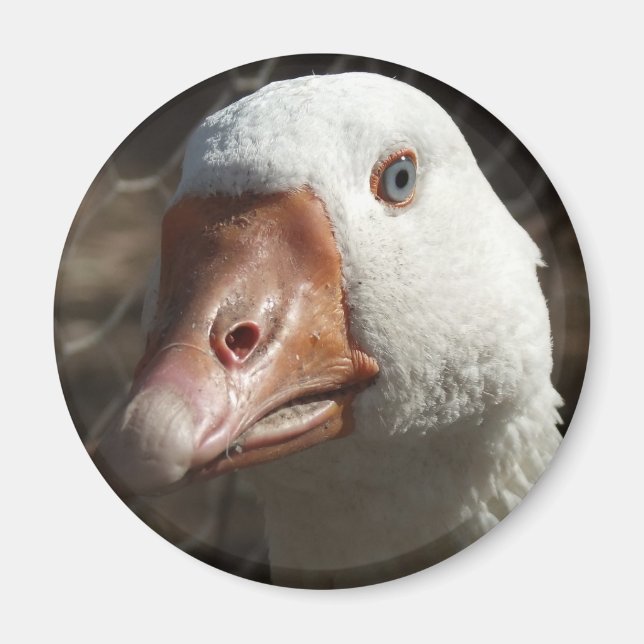 Aimant Goosey (Devant)