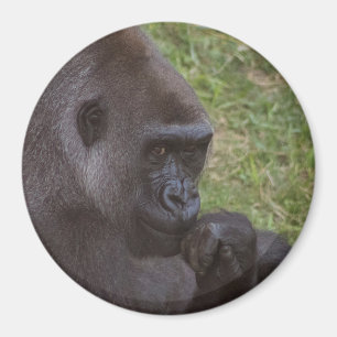 Aimant Gorilla