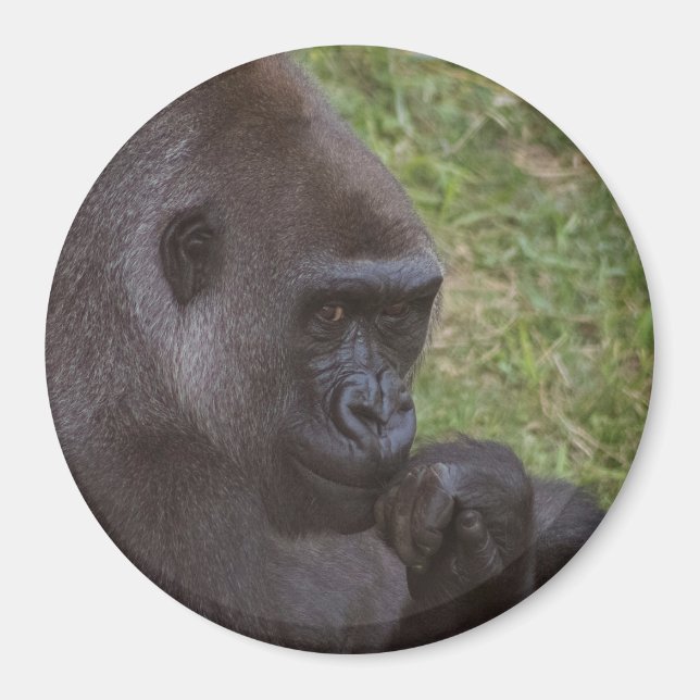 Aimant Gorilla (Devant)