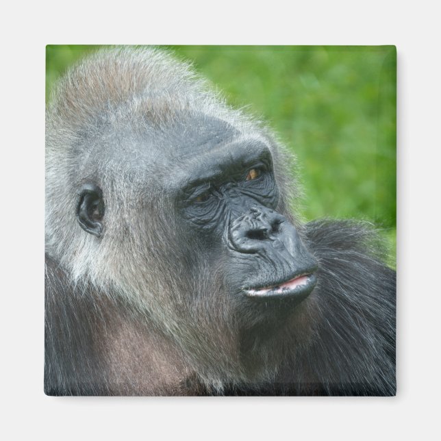Aimant Gorilla Biddy (Devant)