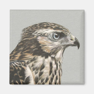 Aimant Goshawk immature