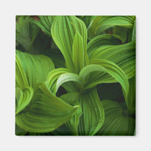 Aimant Gouttes de rosée sur un Helabore faux