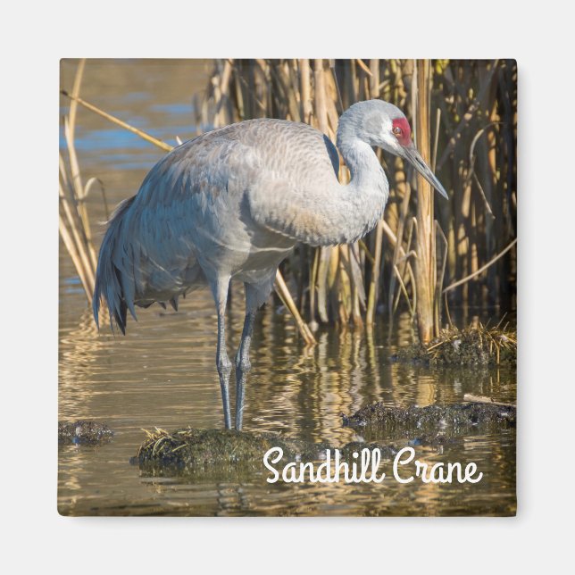 Aimant Graine de Sandhill (Devant)
