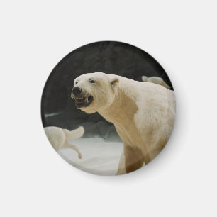 Aimant Graine d'ours polaire